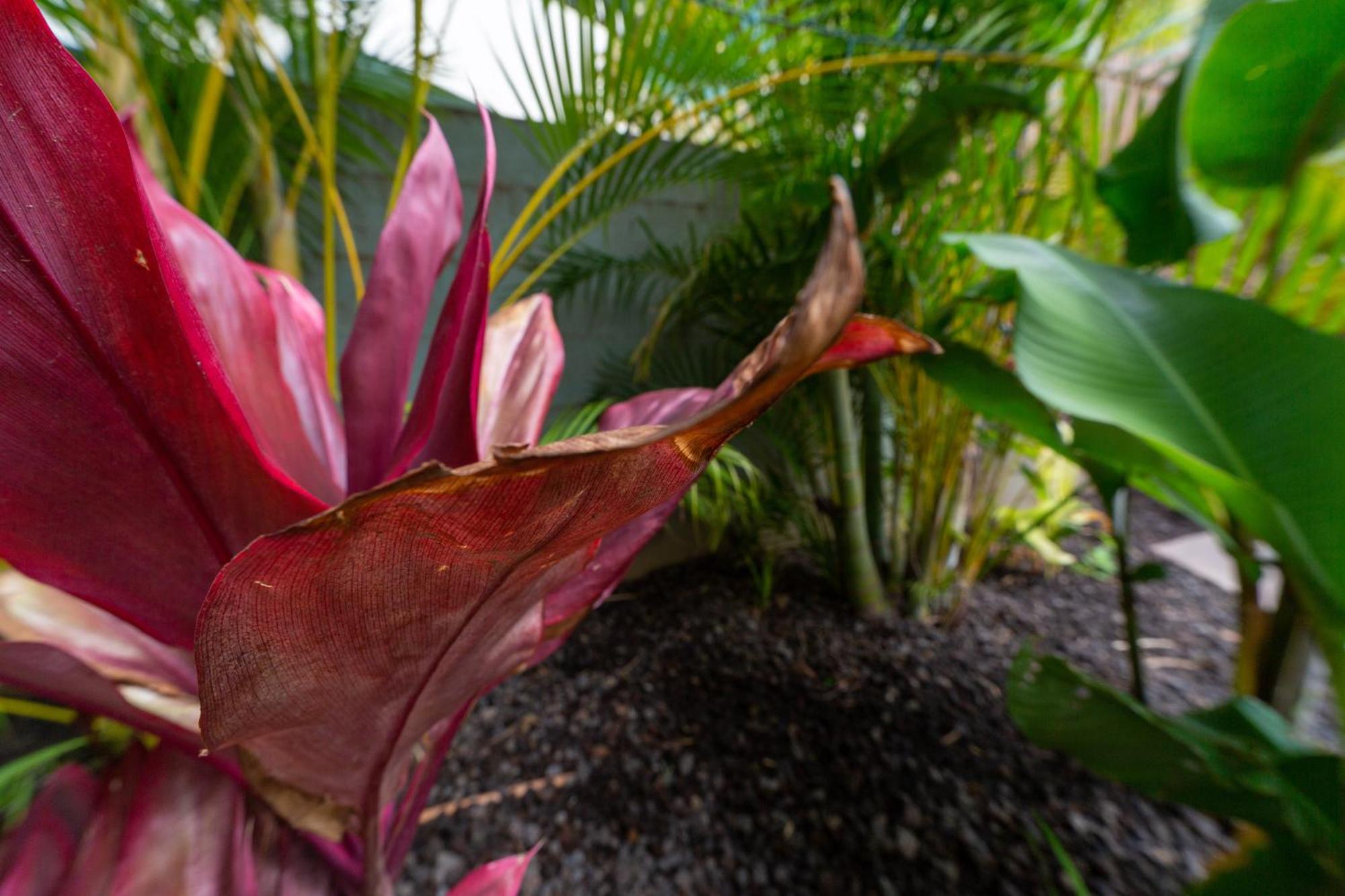 Orchid Suite In South Maui, Across From The Beach, 1 Bedroom Sleeps 4 キヘイ エクステリア 写真